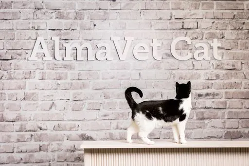 Kissaklinikka Sisarklinikka Almavet