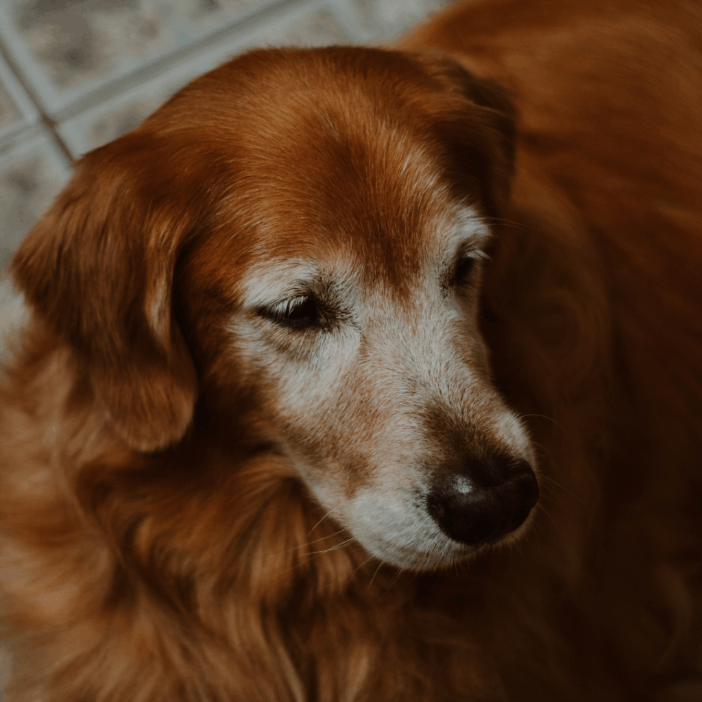 Eläinfysioterapia koiran kuntotus eläinlääkäriasema Jyväskylä