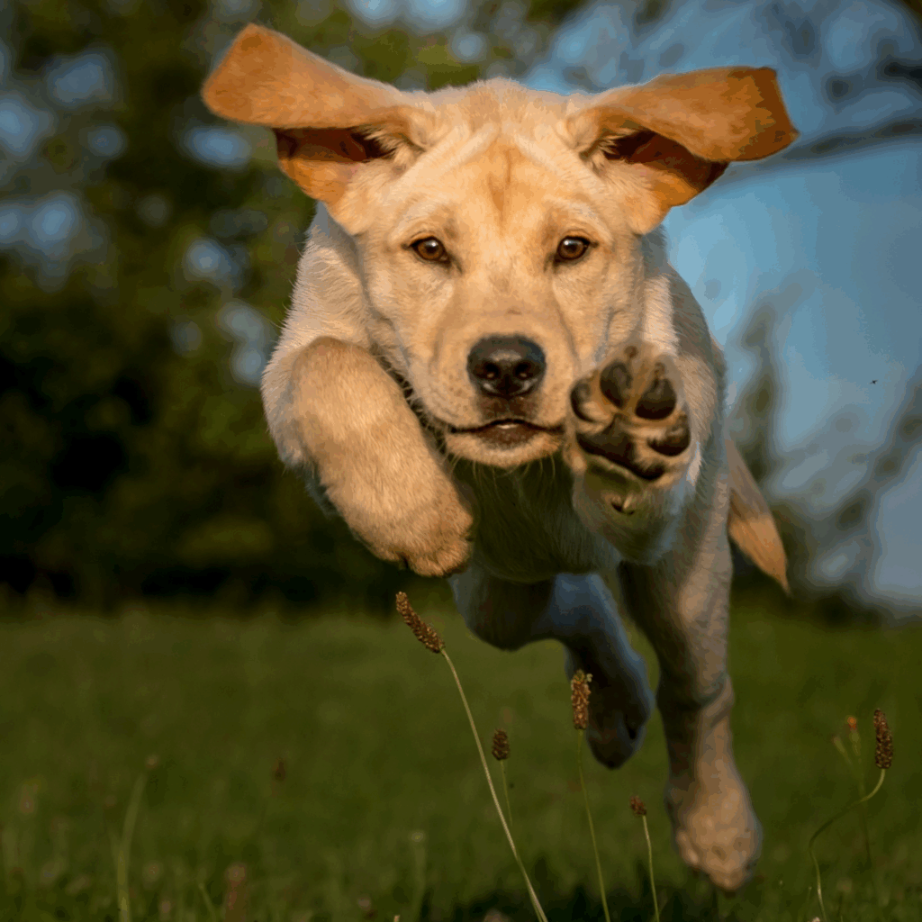 Juokseva koira eläinfysioterapia Kirrin Sointu Jyväskylä