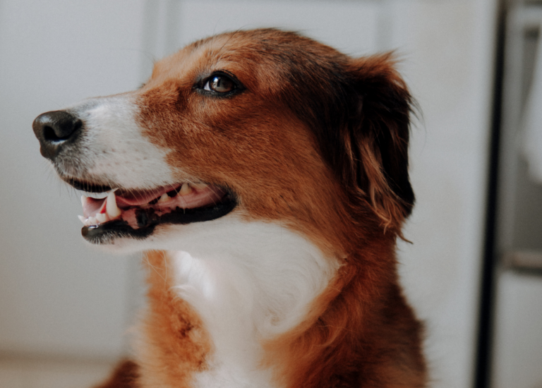 Alkukevään joukkokuvaukset